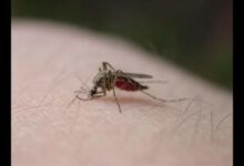 Fort Bend County resident diagnosed with first West Nile virus case for county in 2021