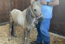 Four horses, abused & neglected recovering at Houston Humane Society