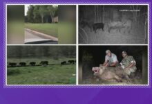 Why do feral hogs like the Houston area? The answer is in the ground