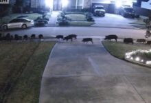 20+ hogs caught on home surveillance camera destroying Texas neighborhood