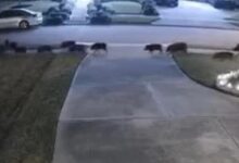 Check Out this Massive Team of Hogs Move Through a Texas Neighborhood