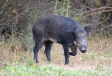 Wild hogs are taking over Texas neighborhood