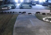 Dozens of feral hogs invade Southeast Texas neighborhood