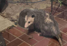 Cooler Weather Brings Opossums Closer to Katy Residents