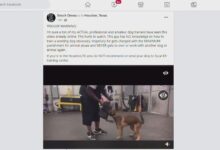 ‘It’s disgusting’ | Investigation underway after video of puppy slammed to the ground surfaces at local dog training center