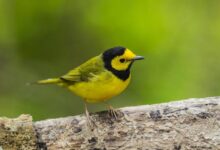 Do you hear that? More than 30 species of dazzling warblers will be migrating through Houston area