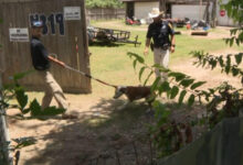 Elderly Texas man mauled to death by 7 stray pit bulls