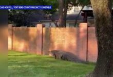 VIDEO: Civilian captures big gator taking stroll in Cinco Ranch