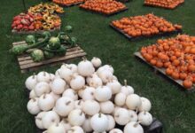 County’s biggest pumpkin patch returns to Holy Cross Episcopal Church