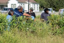 Kendleton celebrates first harvest from community garden