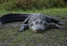 Huge gator captured in SETX suburb. Next home: Gator Country