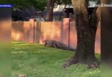 VIDEO: Constables capture big gator taking stroll in Cinco Ranch