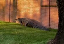 Nearly 12-foot alligator captured in Cinco Ranch subdivision