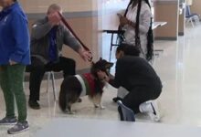 Travis High School in Fort Bend ISD provides students pet therapy ahead of exams