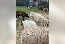 Houston Humane Society to care for livestock seized at Wallis packing plant