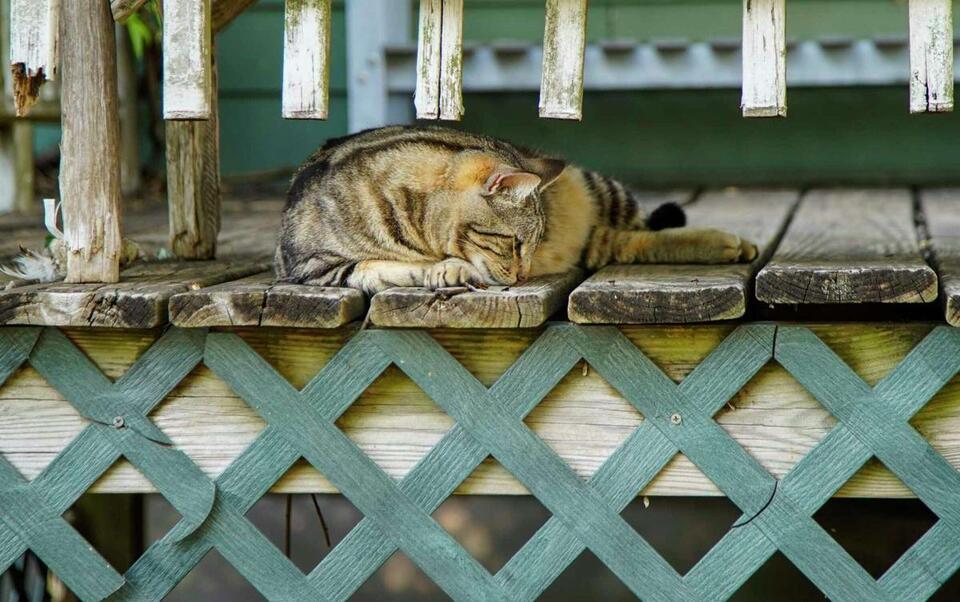 Sugar Land and Fort Bend County collaborate to provide proper vet care for stray animals