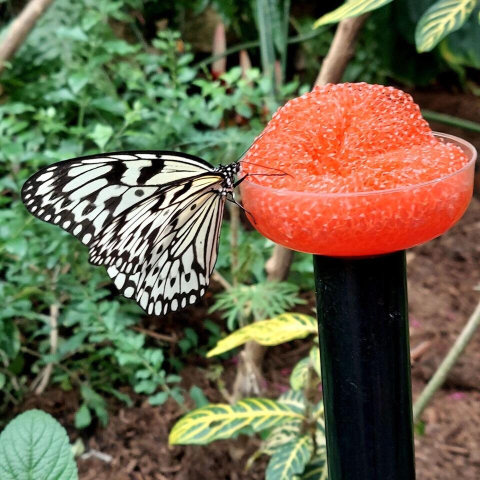 University Branch Library to host butterfly gardening program on Aug. 12