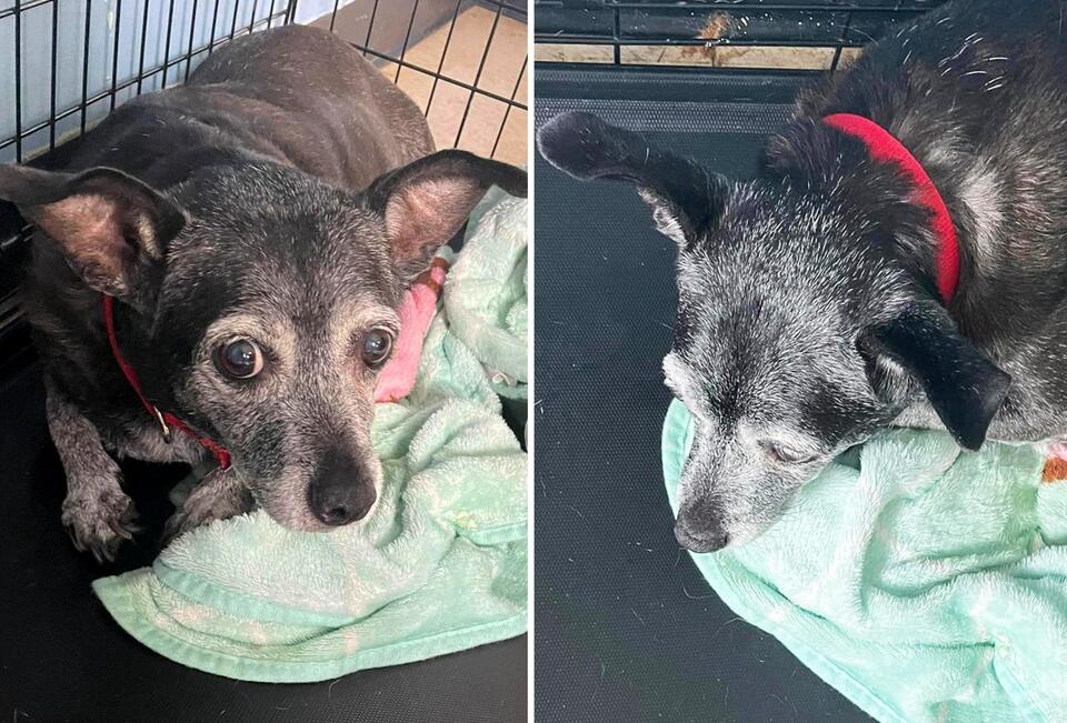 Tears Over Face of ‘Sweet Sad’ Dog, Thought To Be 14, Abandoned at Shelter