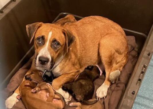 Dozens of neglected dogs seized from Pearland home after being found without water, police say