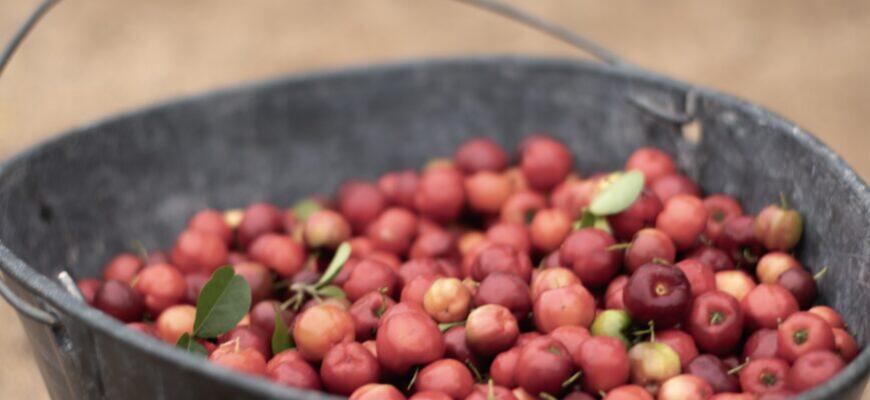 Texas Farmers Struggle Amidst Drought and Scorching Heat Impacting Crops