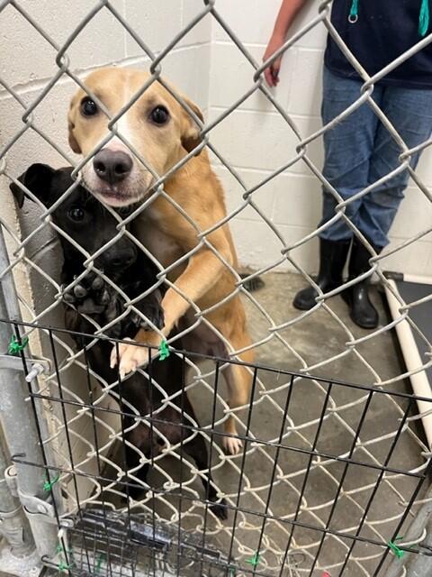 Freeze means overcrowded Fort Bend animal shelter needs quick fosters to get dogs indoors