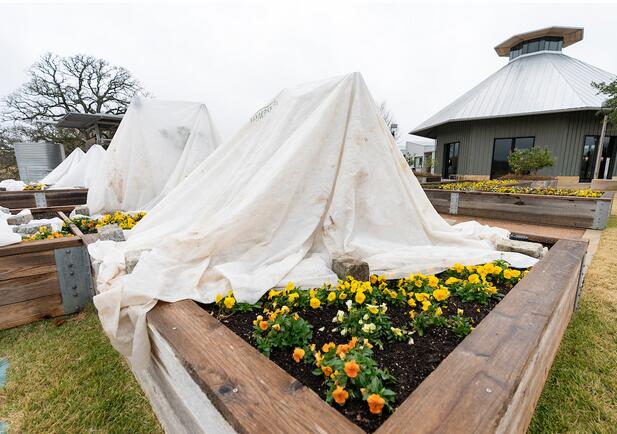 Gardeners can protect plants against frost