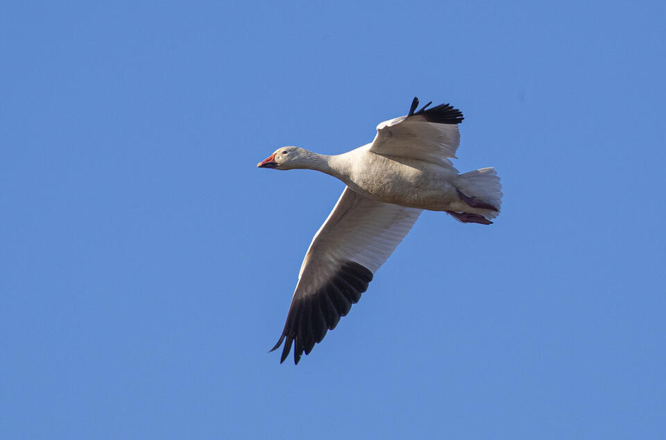 Flocks of snow geese arrive in Fort Bend County for winter