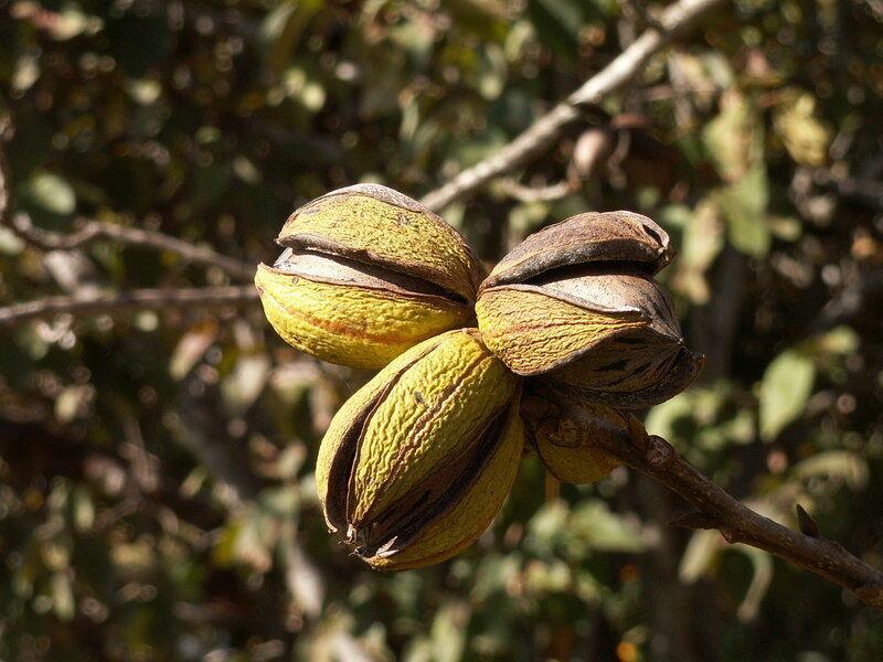 24th annual Fruit Tree Sale set for Feb. 10 in Rosenberg