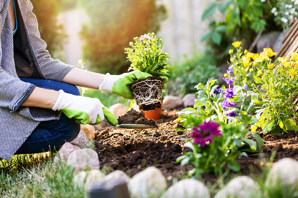 Best Practices to Refresh Your Flower Beds: Local Gardening Experts Weigh In