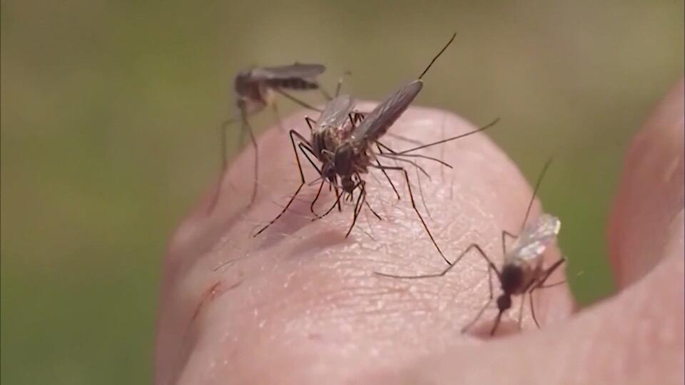 Fort Bend County reports first positive West Nile virus mosquito sample for the year