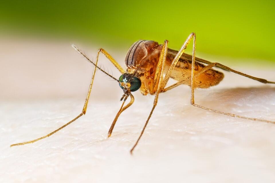 1st West Nile virus mosquito sample of 2024 confirmed in Sugar Land