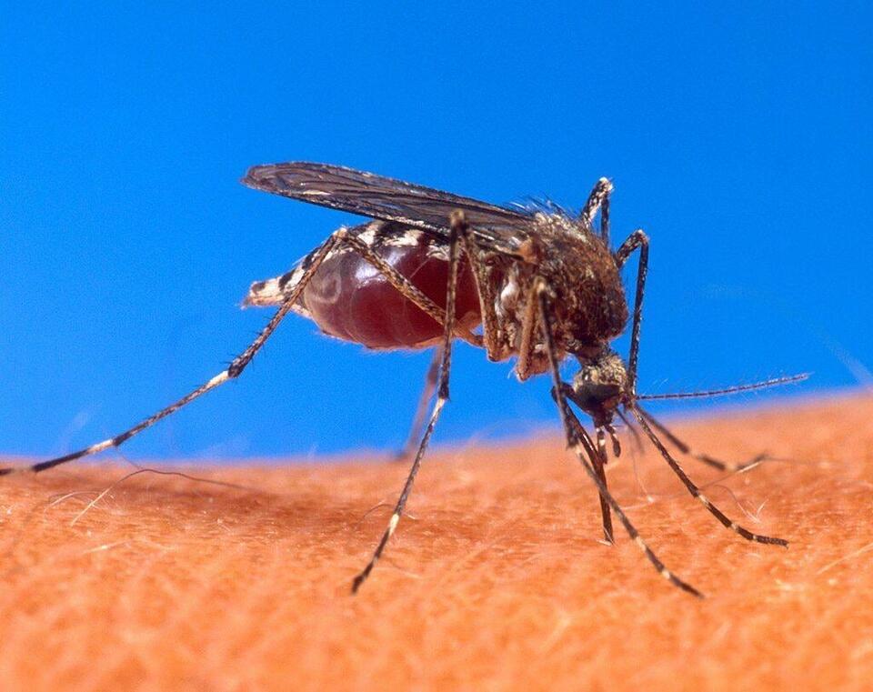 First Fort Bend County sample of West Nile Virus of the year confirmed