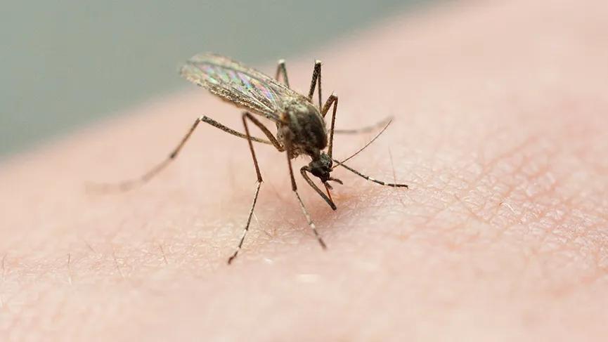 Mosquito tested positive for West Nile virus in 77498 zip code in Sugar Land