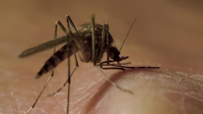 Fort Bend County reports first positive sample of West Nile Virus in mosquito for 2024