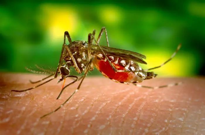 Fort Bend County mosquito sample tests positive for West Nile virus