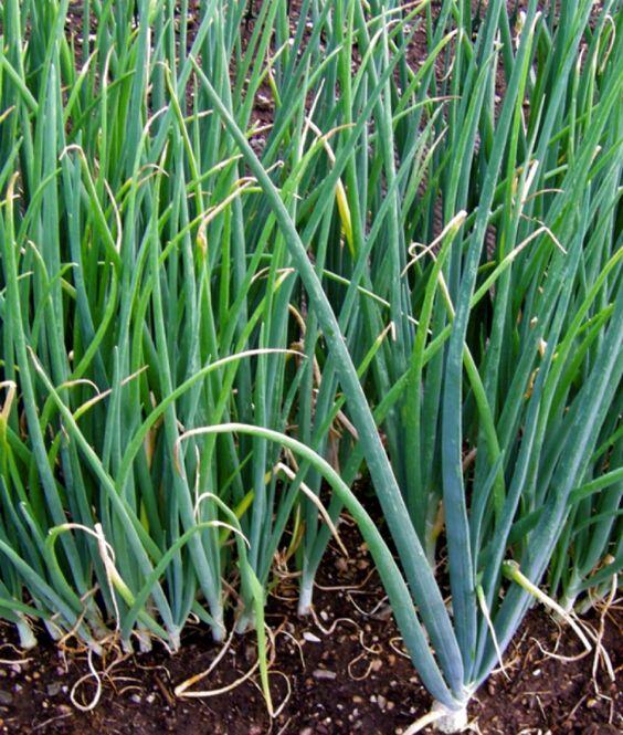 Master Gardeners to offer growing tips for vegetables, herbs