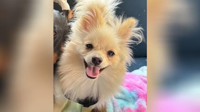 Man arrested for killing wife’s dog on camera, claims wife loved dog more than him, authorities say