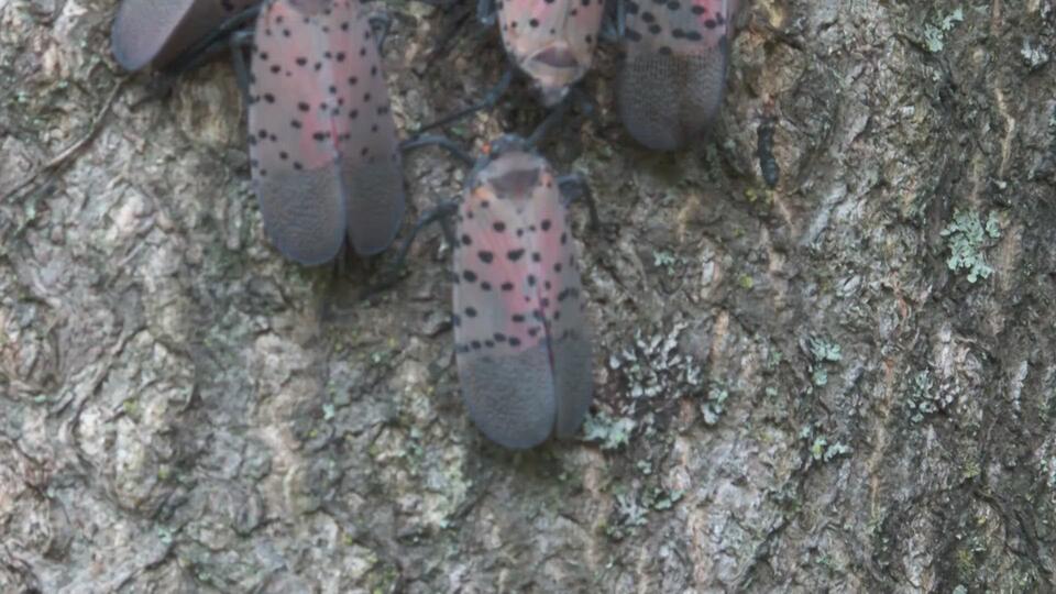 If you see it, squish it! That’s what the Dept. of Agriculture wants you to do if you spot one of these bugs in Southeast Texas