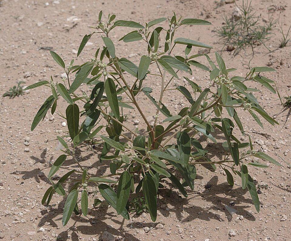 First Colony library to host program on dealing with weeds