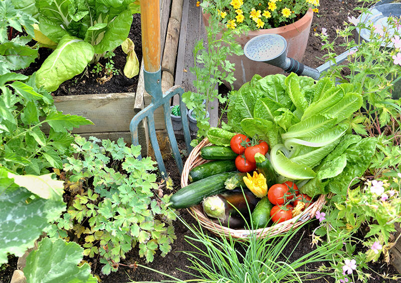 Fort Bend County Master Gardeners Host Fall Plant Sale to Promote Healthy Living and Sustainability